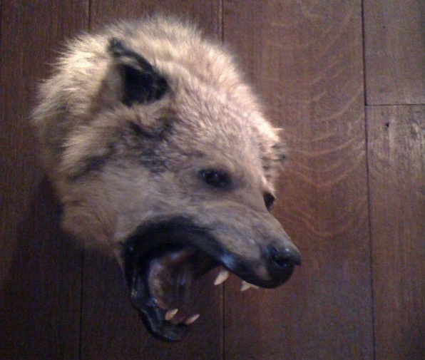 Angry Hyena - Ferocious Taxidermy - Explorers Club - Atlas Obscura