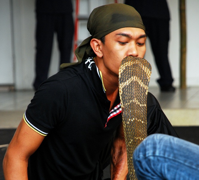 King Cobra Kiss - Thai Snake Fights - Atlas Obscura Blog - First-hand Thailand