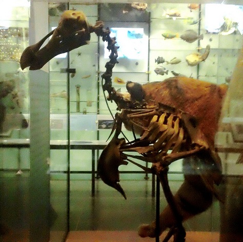 Extinct Dodo Bird Skeleton - Atlas Obscura - AMNH 